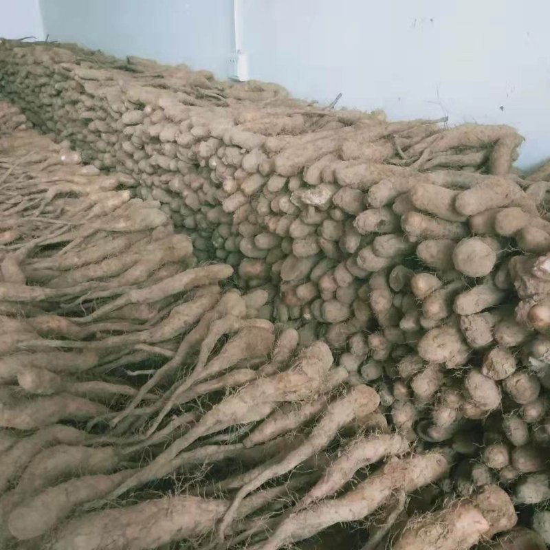 山药豆苗山药嘴子白玉山药苗