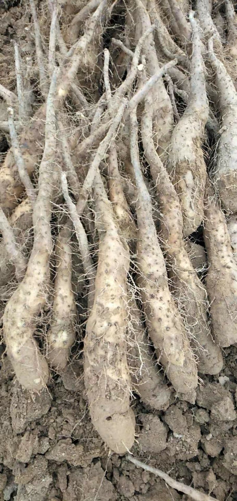 山药豆苗山药嘴子白玉山药苗