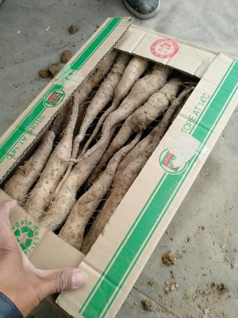 山药豆苗山药嘴子白玉山药苗