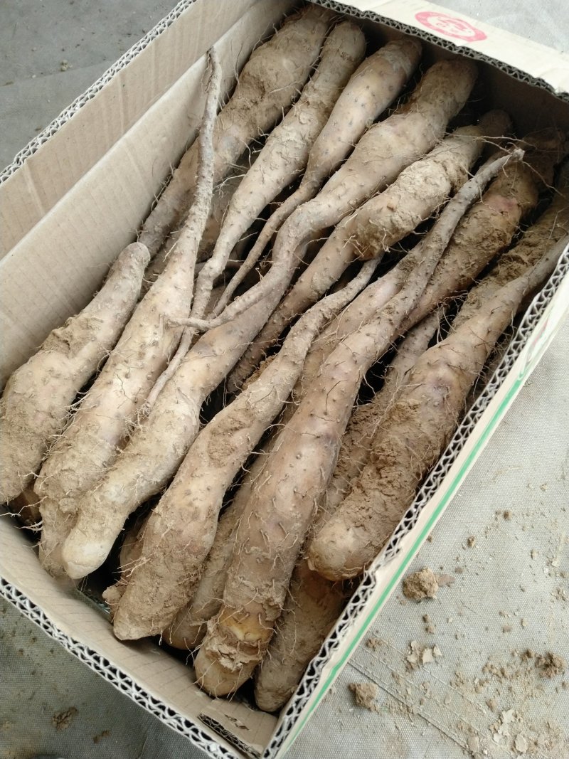 山药豆苗山药嘴子白玉山药苗