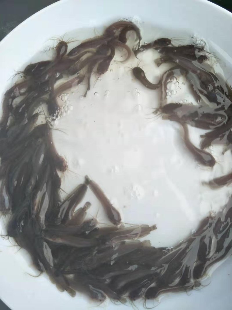 塘虱苗+塘角鱼苗+本地三黄土塘虱苗+滑哥【热卖推荐】