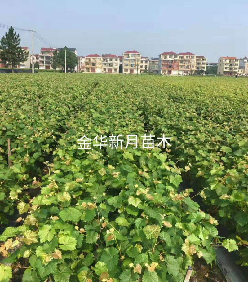阳光玫瑰葡萄苗5bb金华葡萄苗5BB阳光玫瑰
