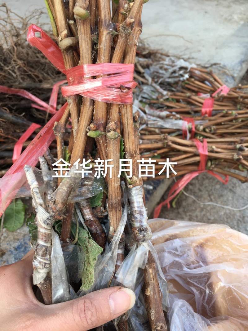 阳光玫瑰葡萄苗5bb金华葡萄苗5BB阳光玫瑰