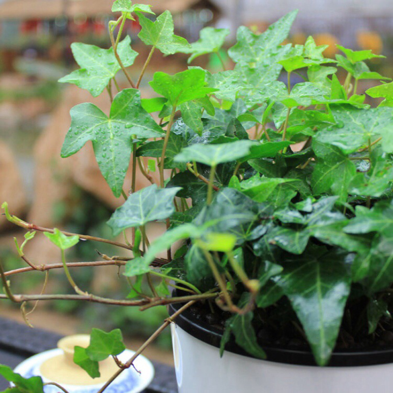 常春藤盆栽植物室内垂吊净化空气四季常青藤蔓