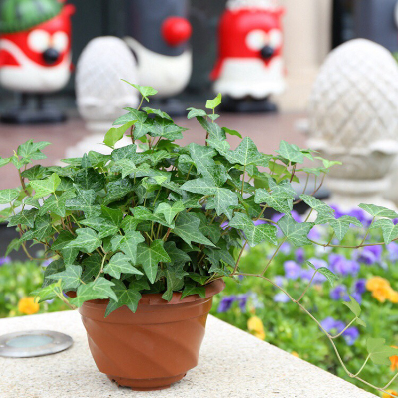 常春藤盆栽植物室内垂吊净化空气四季常青藤蔓