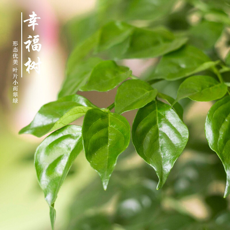 幸福树四季常青净化空气吸二手烟