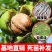 8515核桃苗-9818-薄香-香岭-中林5号-清香