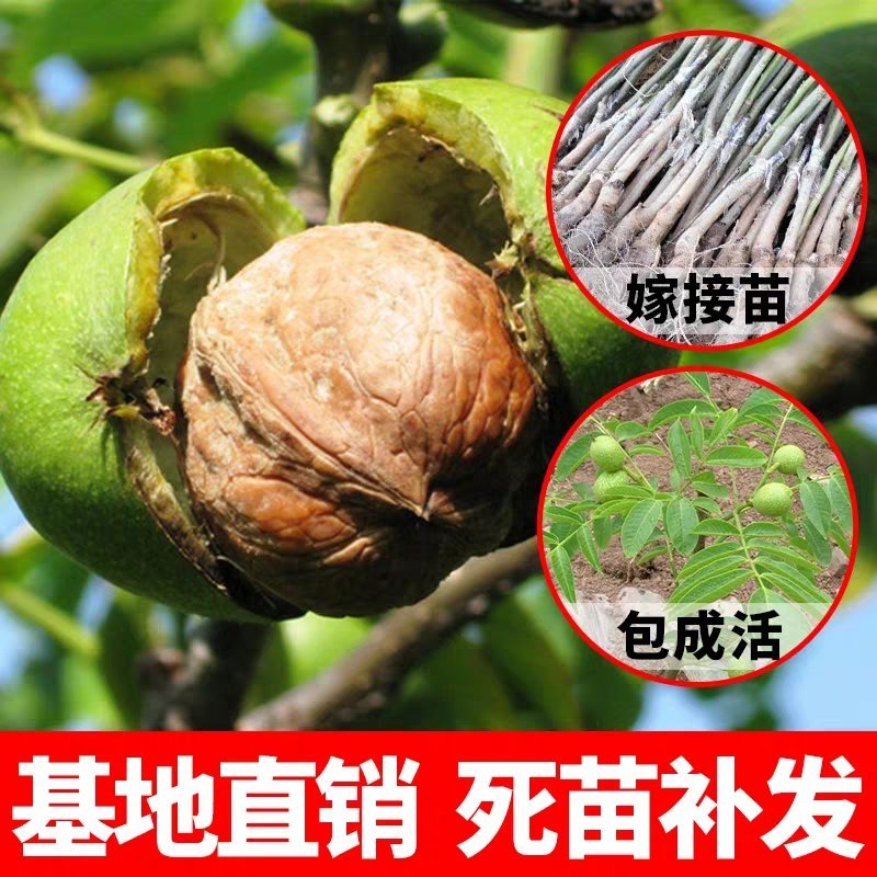 8515核桃苗-9818-薄香-香岭-中林5号-清香