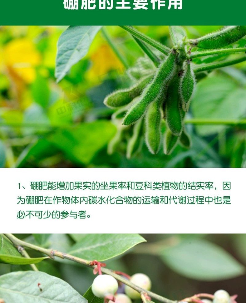 糖醇硼，以色列雅翠凯普乐单一元素糖醇硼三个规格厂家直发