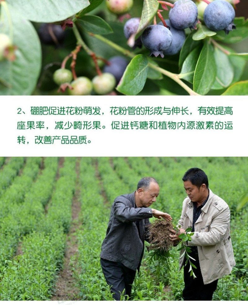 糖醇硼，以色列雅翠凯普乐单一元素糖醇硼三个规格厂家直发