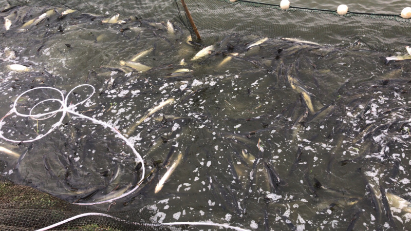 翘嘴