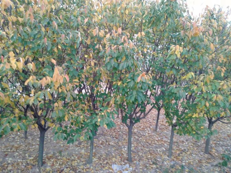 8-10公分樱花树苗出售