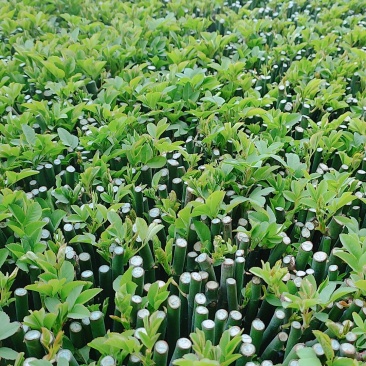 无刺蔷薇优质蔷薇花苗云南基地直发量大从优欢迎订购