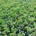 无刺蔷薇优质蔷薇花苗云南基地直发量大从优欢迎订购