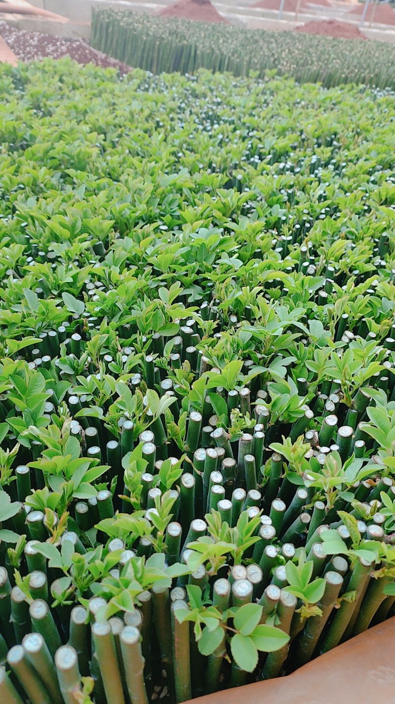 无刺蔷薇优质蔷薇花苗云南基地直发量大从优欢迎订购