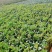 无刺蔷薇优质蔷薇花苗云南基地直发量大从优欢迎订购