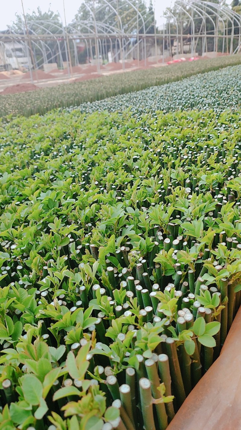 无刺蔷薇优质蔷薇花苗云南基地直发量大从优欢迎订购