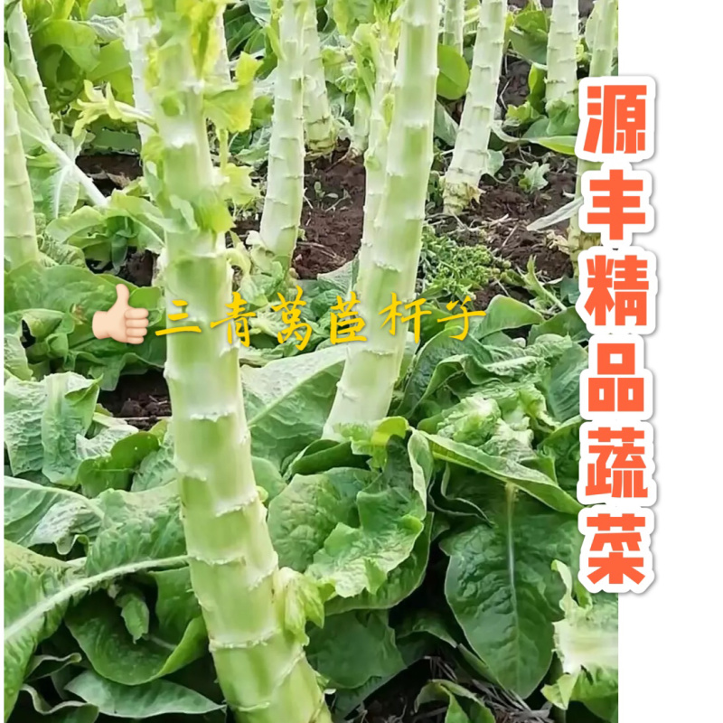 ✨精品✨三青莴苣杆子无空心好货价优欢迎采购