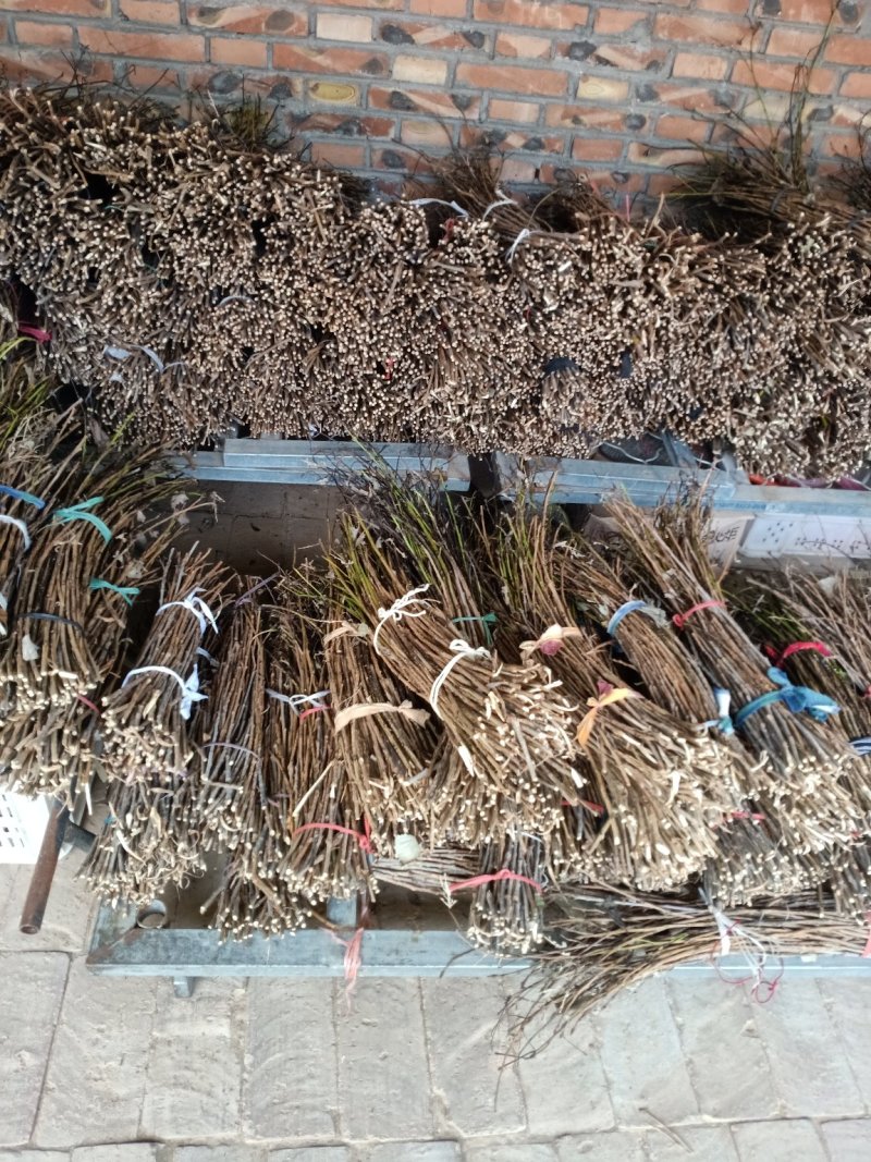 前期手选杨金蝉卵枝，24年产新，保证质量，量大优惠