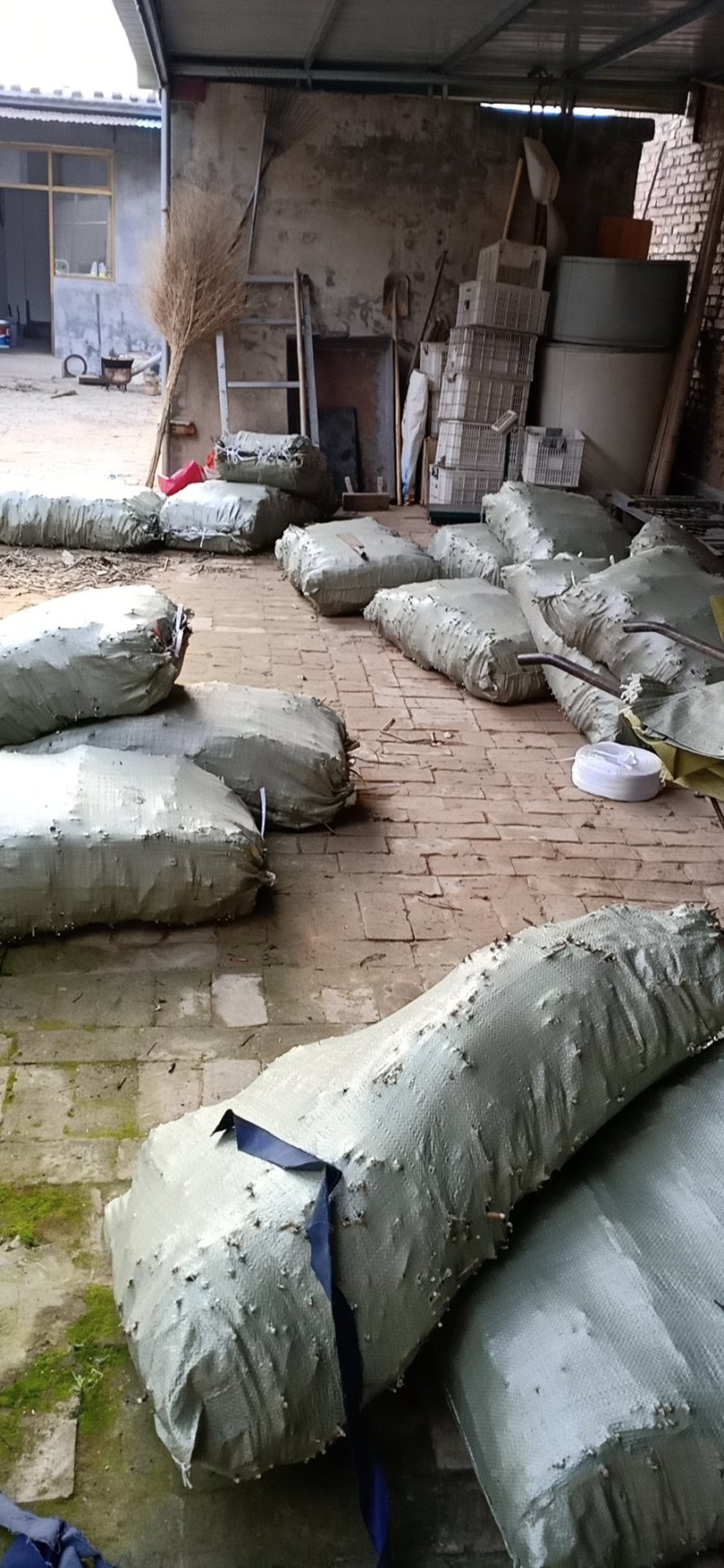 前期手选杨金蝉卵枝，24年产新，保证质量，量大优惠