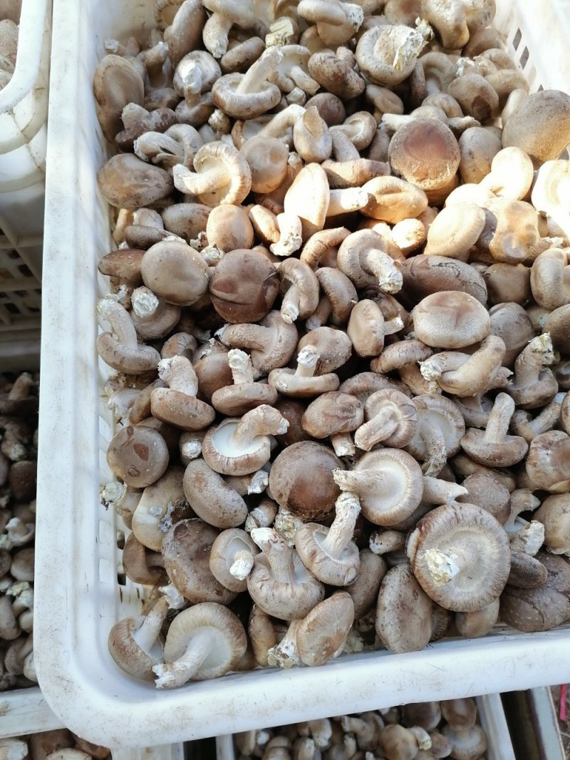 鲜香菇