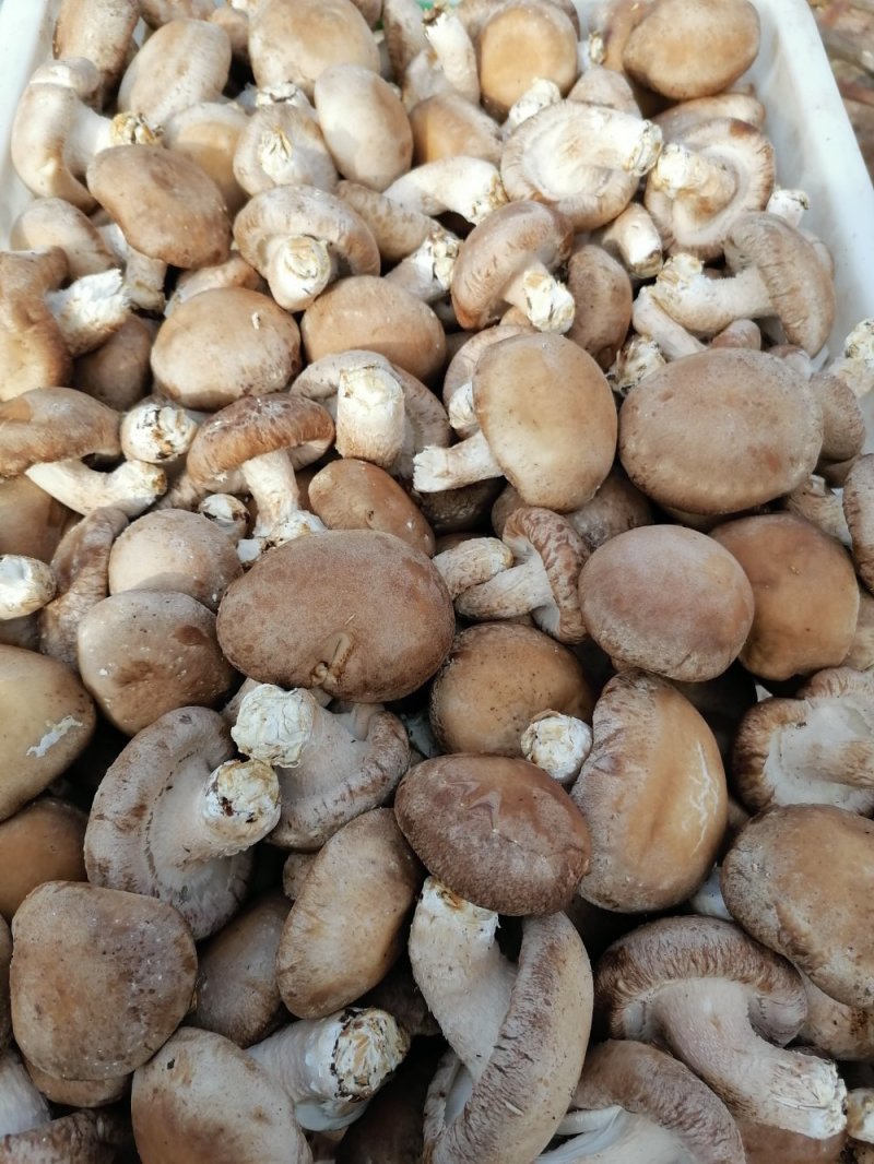 鲜香菇
