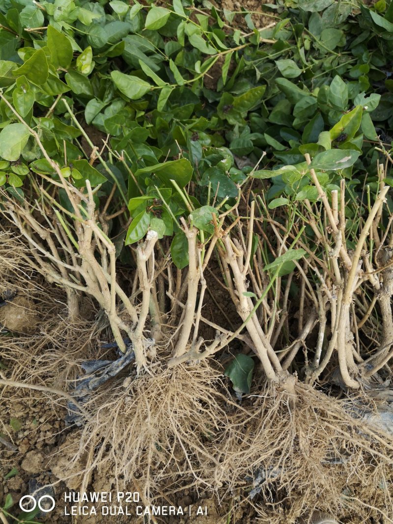 直批5-6年茉莉花苗春季半成苗白色双瓣茉莉花苗园林绿化