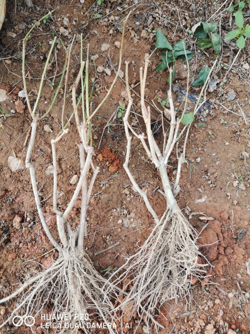 直批5-6年茉莉花苗春季半成苗白色双瓣茉莉花苗园林绿化