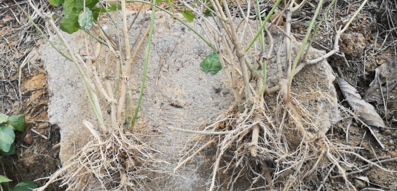 直批5-6年茉莉花苗春季半成苗白色双瓣茉莉花苗园林绿化