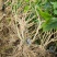 直批5-6年茉莉花苗春季半成苗白色双瓣茉莉花苗园林绿化