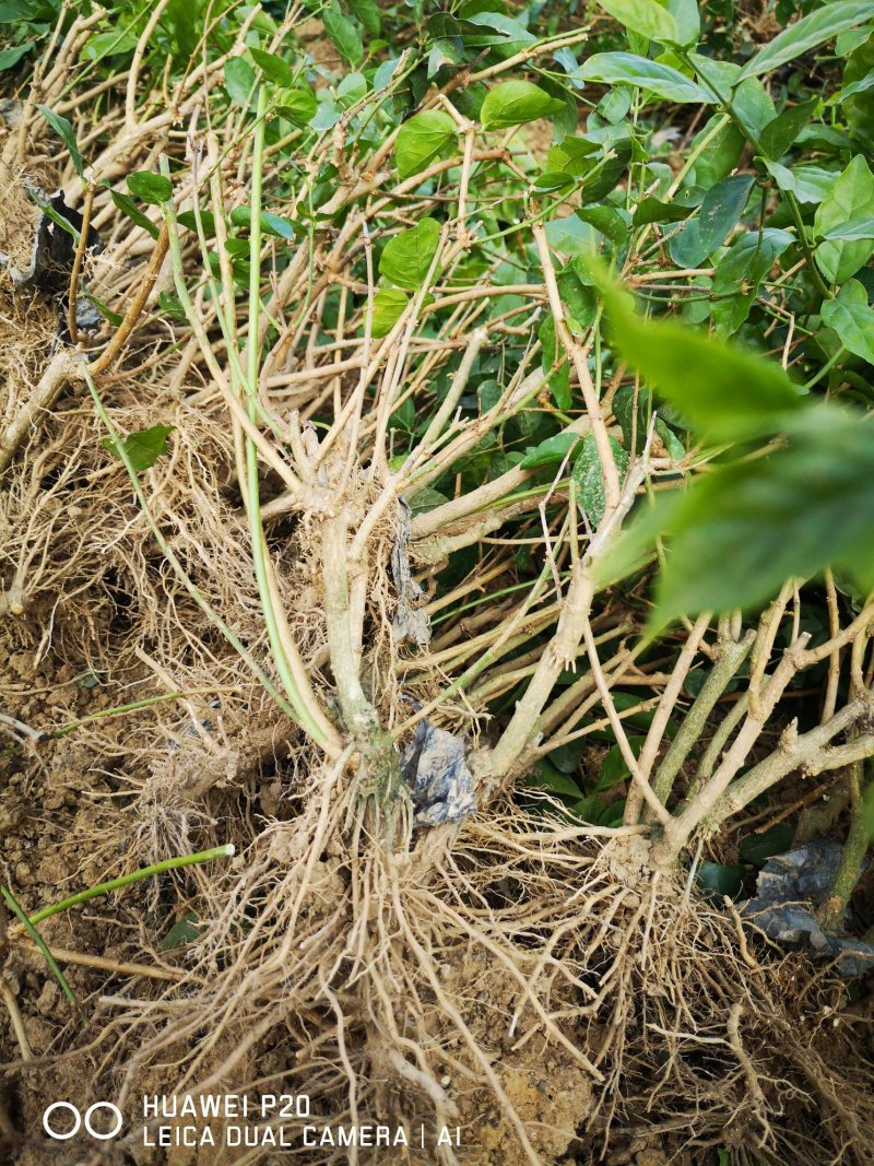 直批5-6年茉莉花苗春季半成苗白色双瓣茉莉花苗园林绿化