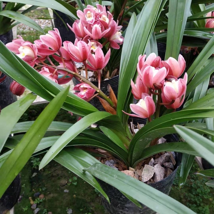 红宝石兰批发]【有好货】兰花红宝石兰花苗带花苞浓香办公室家居植物易