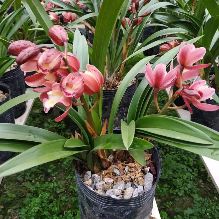 红宝石兰批发]【有好货】兰花红宝石兰花苗带花苞浓香办公室家居植物易