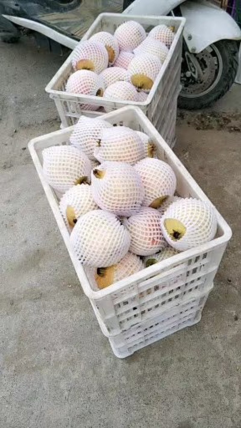 河南河阴突尼斯软籽石榴，量大优先，欢迎各地客商来电咨询