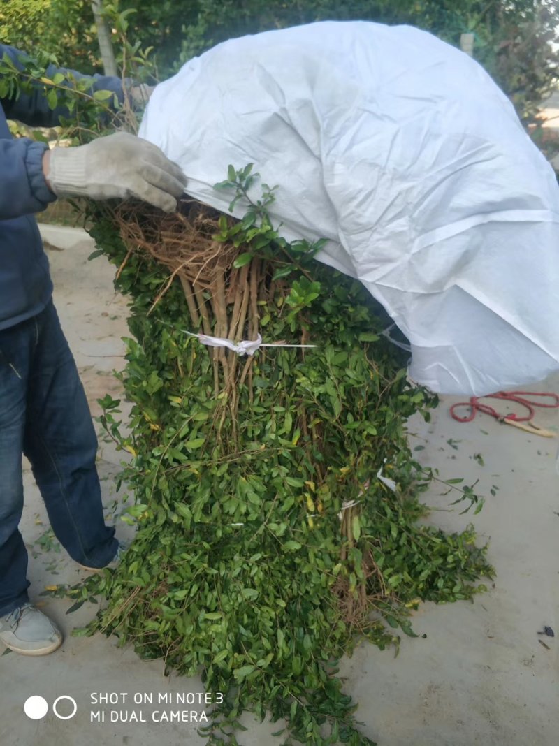 河南河阴突尼斯软籽石榴，量大优先，欢迎各地客商来电咨询