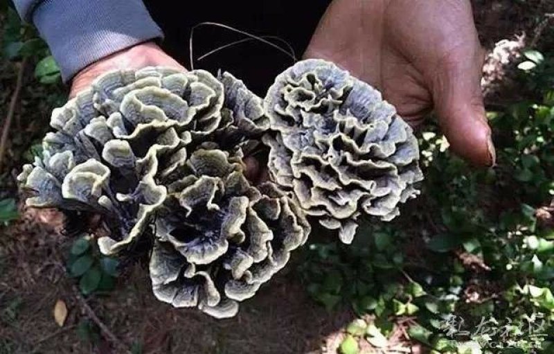 云南野生干巴菌，半成品