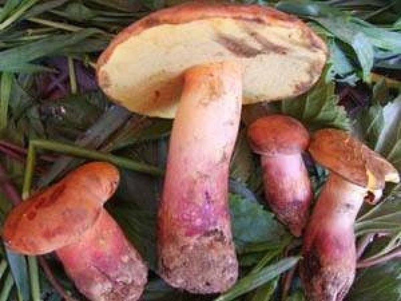 成品黑牛肝菌