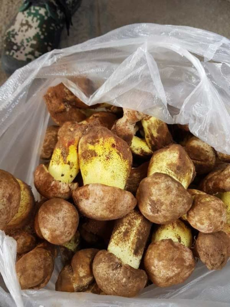 成品黑牛肝菌