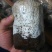 大球盖菇菌种全年无间断供应，全国发货
