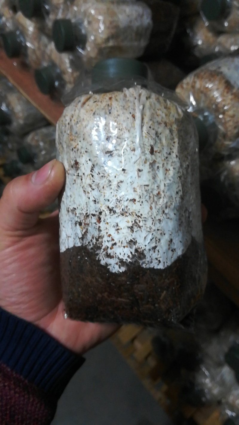 大球盖菇菌种全年无间断供应，全国发货