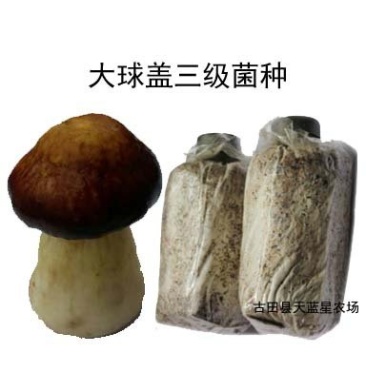 大球盖菇菌种全年无间断供应，全国发货