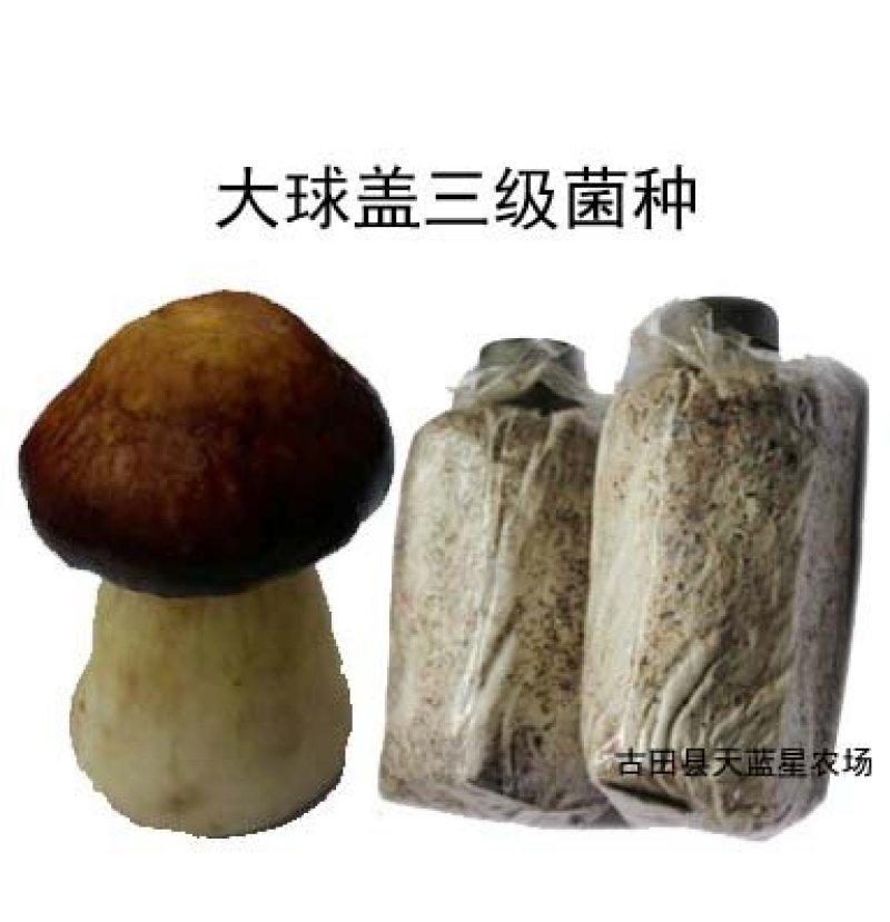 大球盖菇菌种全年无间断供应，全国发货
