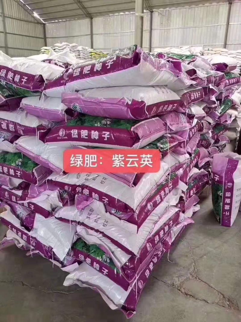 紫云英种子红花草种子养蜂蜜源高产绿肥牧草种子食用野菜种籽