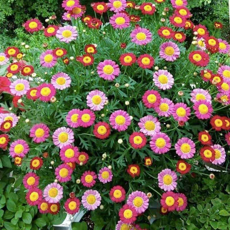 万寿菊花种子大花万寿菊种籽黄色橘红色公园别墅家庭
