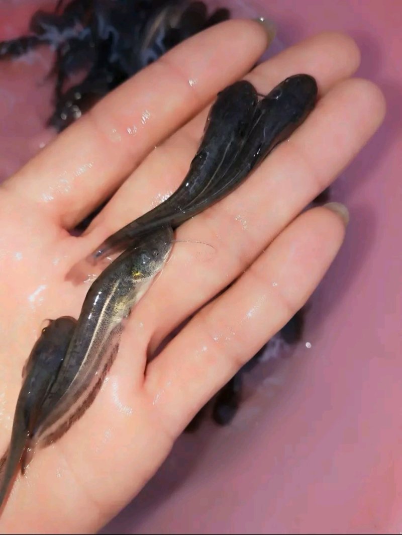 水产鱼苗批发，罗非鱼苗，鲫鱼苗，黄骨鱼苗，黑鱼苗，鲶鱼苗