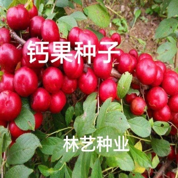 钙果籽种经济作物欧李种子前景利润高营养高种植