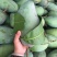 金煌芒果苗大青芒果桂七芒基地现货品种包正十棵起包邮