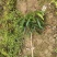 金煌芒果苗大青芒果桂七芒基地现货品种包正十棵起包邮