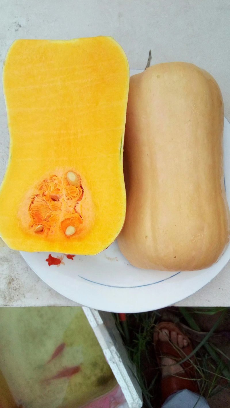 汉娜奶油南瓜