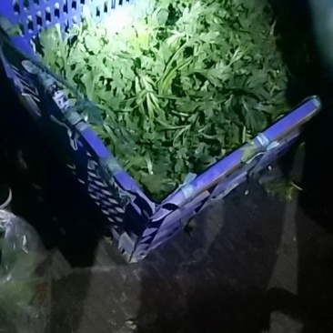 茼蒿，质量好，品质保证